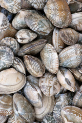 Oyster shell background