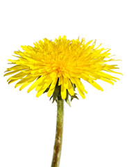 Fototapeta premium Dandelion.