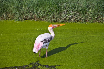 Painted Stork in a green swamp