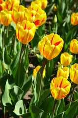 Sunny field of yellow tulips