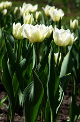 White spring tulips