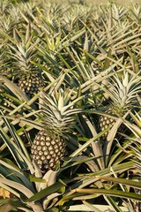 Pineapple field