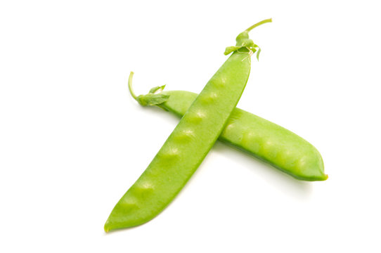 705 Best 絹さや Images Stock Photos Vectors Adobe Stock