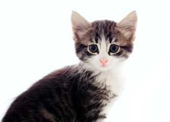 fluffy grey  kitten