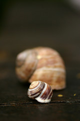 Snail shell