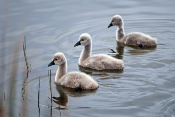 Three black swan cygnets swimming in unison