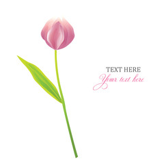 Tulip isolated, floral card