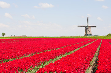 Tulips and windmill