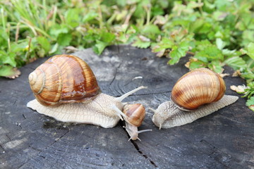 Weinbergschnecken (Helix pomatia)