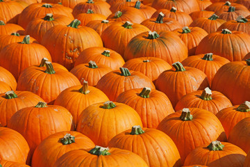 Colorful pumpkins