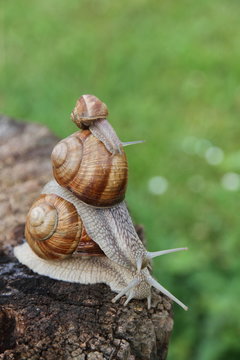 Weinbergschnecken (Helix pomatia)