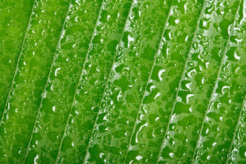 Drop of water on tropical leaf