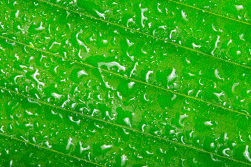 Drop of water on tropical leaf