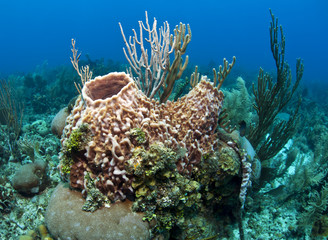 Coral Gardens in Roatan Honduras