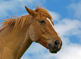 PROFIL DE CHEVAL ROUX