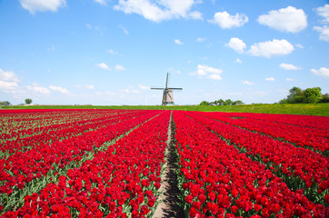 Tulipes et moulin à vent