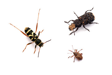 different beetles