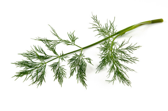 Dill