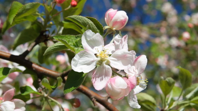 apple tree blossom