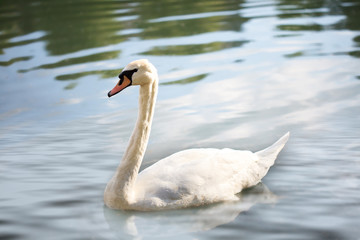 Plakat Swan on the lake