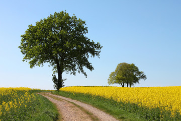 tree path yellow rape canola field and blue sky