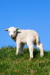 Obraz premium Cute lamb