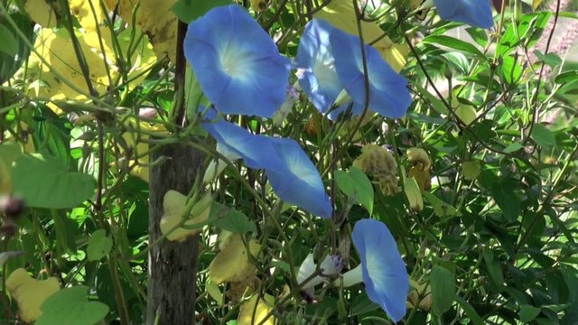 Fleurs de liseron bleu dans le vent