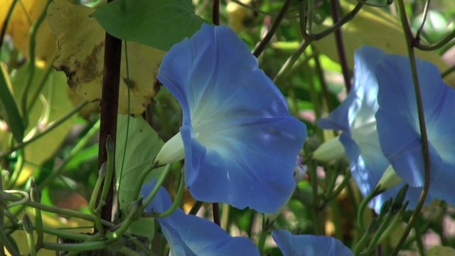 Fleurs de liseron bleu dans le vent