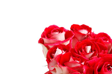 Naklejka premium Beautiful flowers