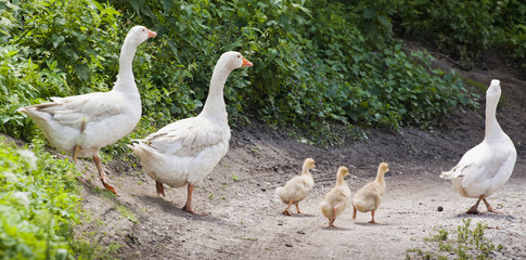Geese Family