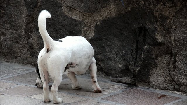 Jack Russel