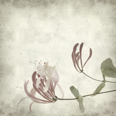 textured old paper background with pink honeysuckle