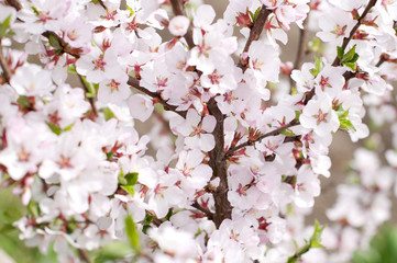 Fototapeta na wymiar Kwitnące drzewo wiśni