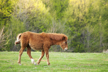 Koń źrebak w Rumunii