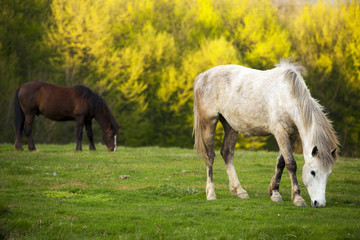 Piękny koń w Rumunii