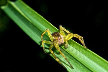 green spider