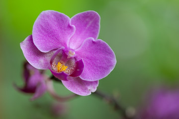 Naklejka na ściany i meble beautiful purple orchid