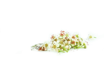 Fototapeta na wymiar Kwiaty #065