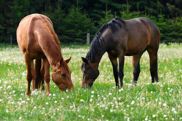 Fototapeta premium Hannoveraner Pferde