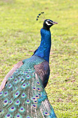 Fototapeta premium Male Indian Peafowl