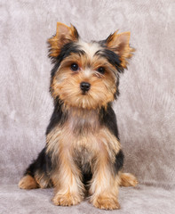 Puppy of the Yorkshire Terrier