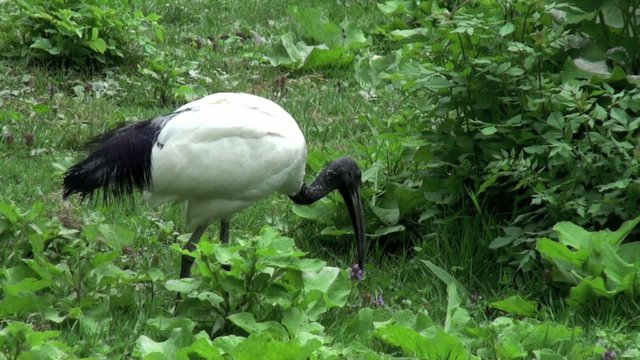 Ibis sacr&eacute;