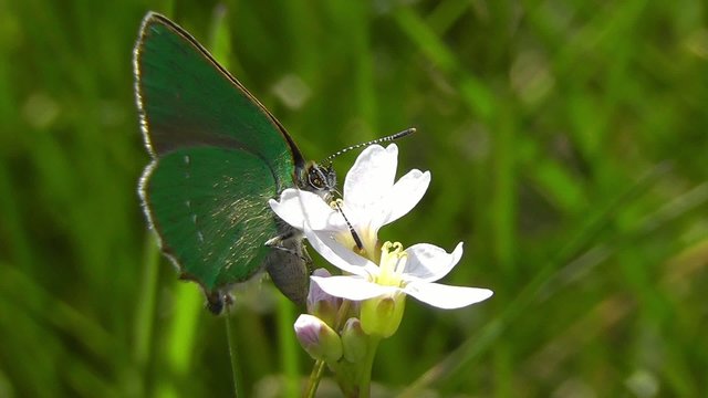 Gr&uuml;ne Zipfelfalter - Callophrys rubi