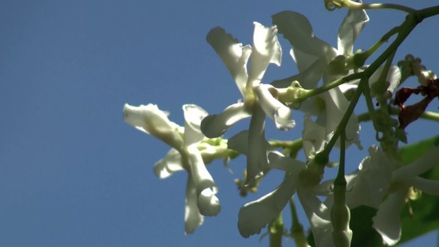 Fleurs de jasmin des Indes sur un ciel bleu