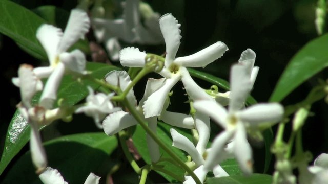 Fleurs de Jasmin dans le vent