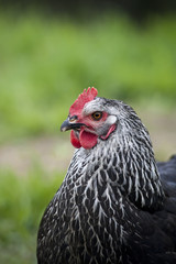 Black Chicken