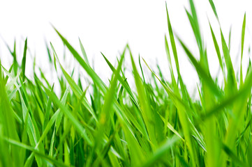Obraz premium Green grass