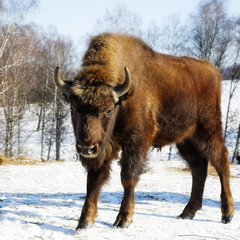 wild bison