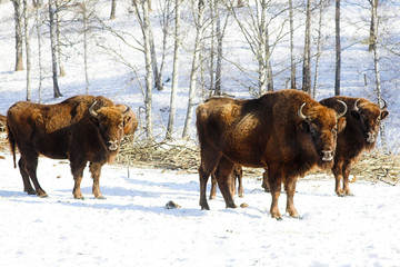 wild bisons © Vasiliy Koval