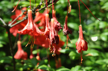 Rote Blumen im Garten